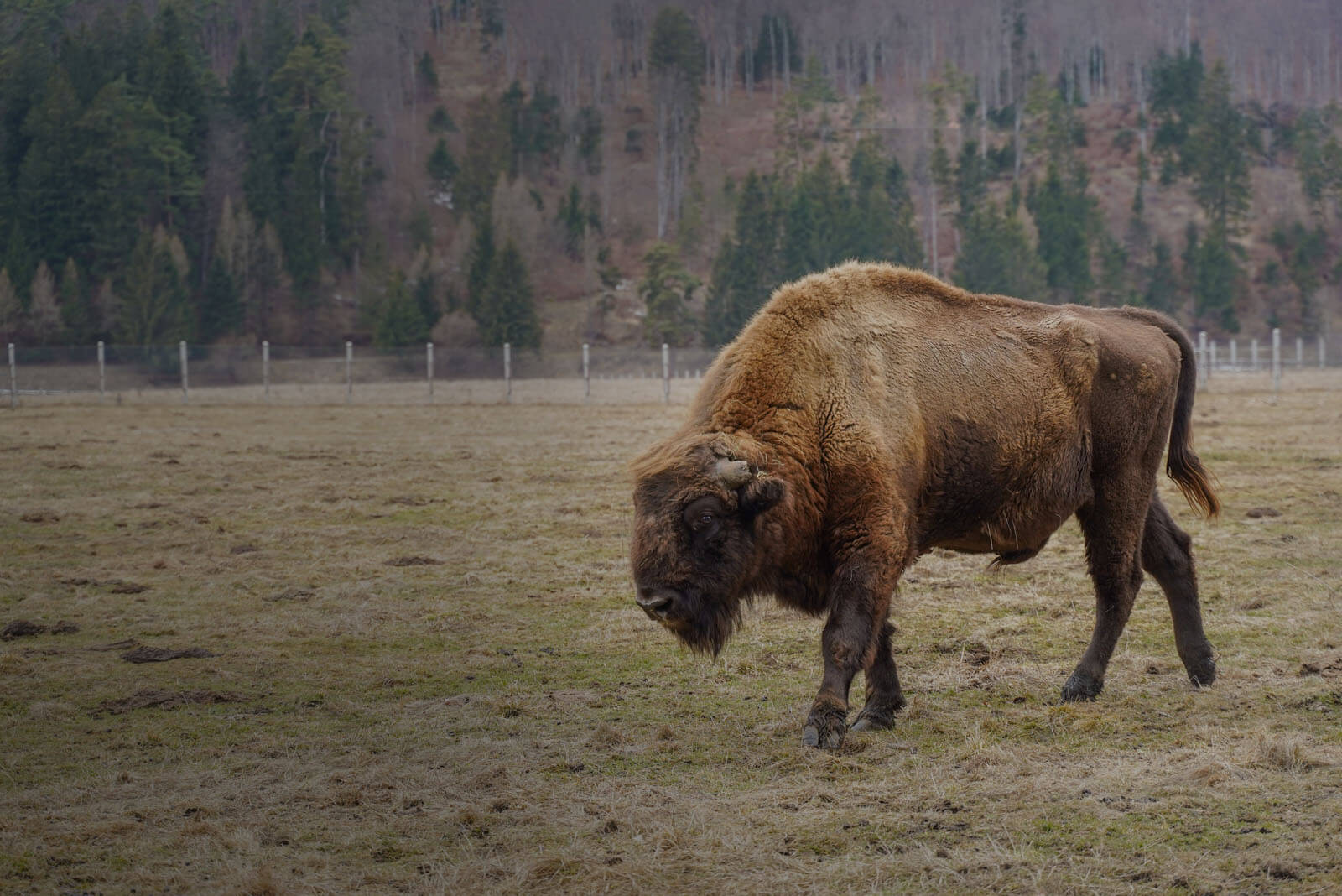 Aurochs Reservation Special Offer